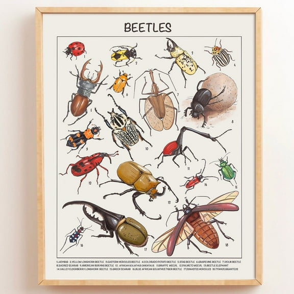 Kna Prints - 1 Pc Poster Beetle Educational Posters Homeschool Able Prints Preschool Montessori Classroom Posters, UNFRAMED-8x12