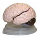 Vision Scientific VAB401-8 Modèles de Cerveau Grandeur Nature avec 8 Pièces – image 1 sur 1