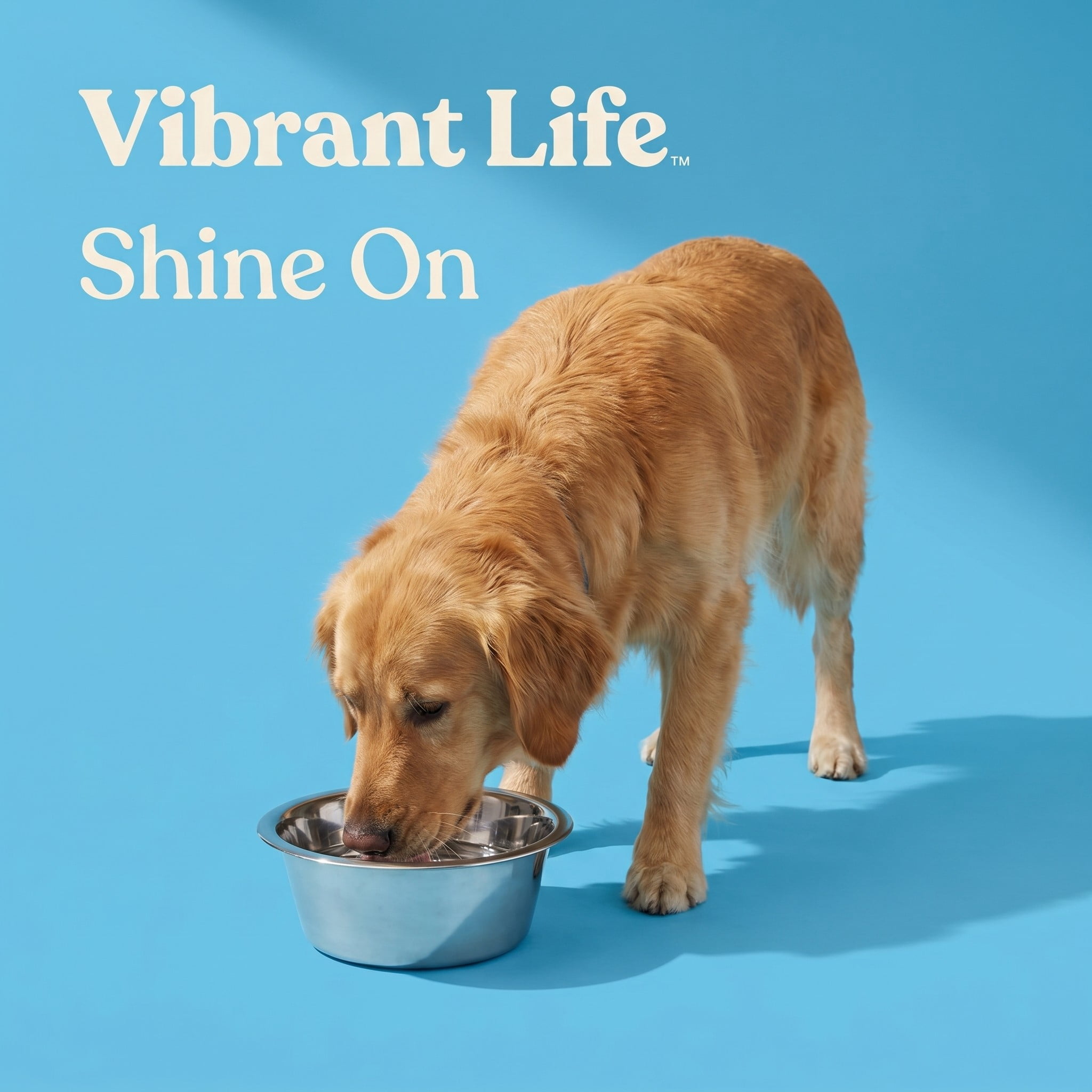 (3 pack) Vibrant Life Large 15.2-Cup Stainless Steel Pet Bowl, Silver
