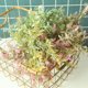thumbnail image 3 of Gwong Decoración hogareña 1pc Artificial Hippocampus Flower Plant DIY Garden Party Home Decoración de la boda Gwong 21045248, 3 of 7