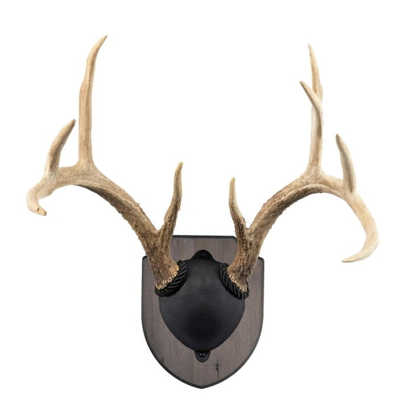 Foggy Bottom Woodworks Antler Display & Trophy Mount Kit, Rustic Pine