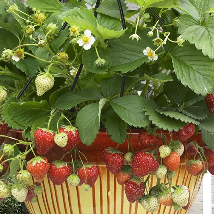 Expert Gardener 2.5QT Strawberry Live Plant, Full Sun, Red, 1 Count