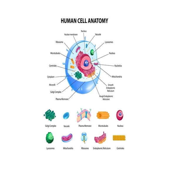Detailed Human Cell Structure Metal Sign Labeled Organelles Diagram Biology Study Guide for Laboratory Office Decor 8 X 12 in