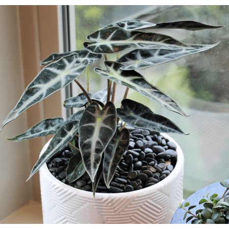 Alocasia Bambino Plant Live for Planting, Live Plant Alocasia Bambino in a 4 Inch Growers Pot, Live Indoor, Easy to Grow, Easy to Care, and Low Maintenance Houseplant