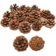 thumbnail image 1 of 12 piezas de piñas naturales a granel, adornos de piñas navideñas para manualidades de bricolaje, 1 of 2