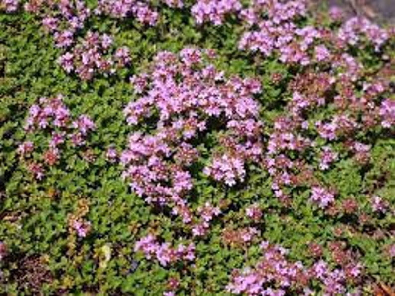 3 Red Creeping Thyme Plants Thyme Coccineus One Plant Per 3.5" Pot