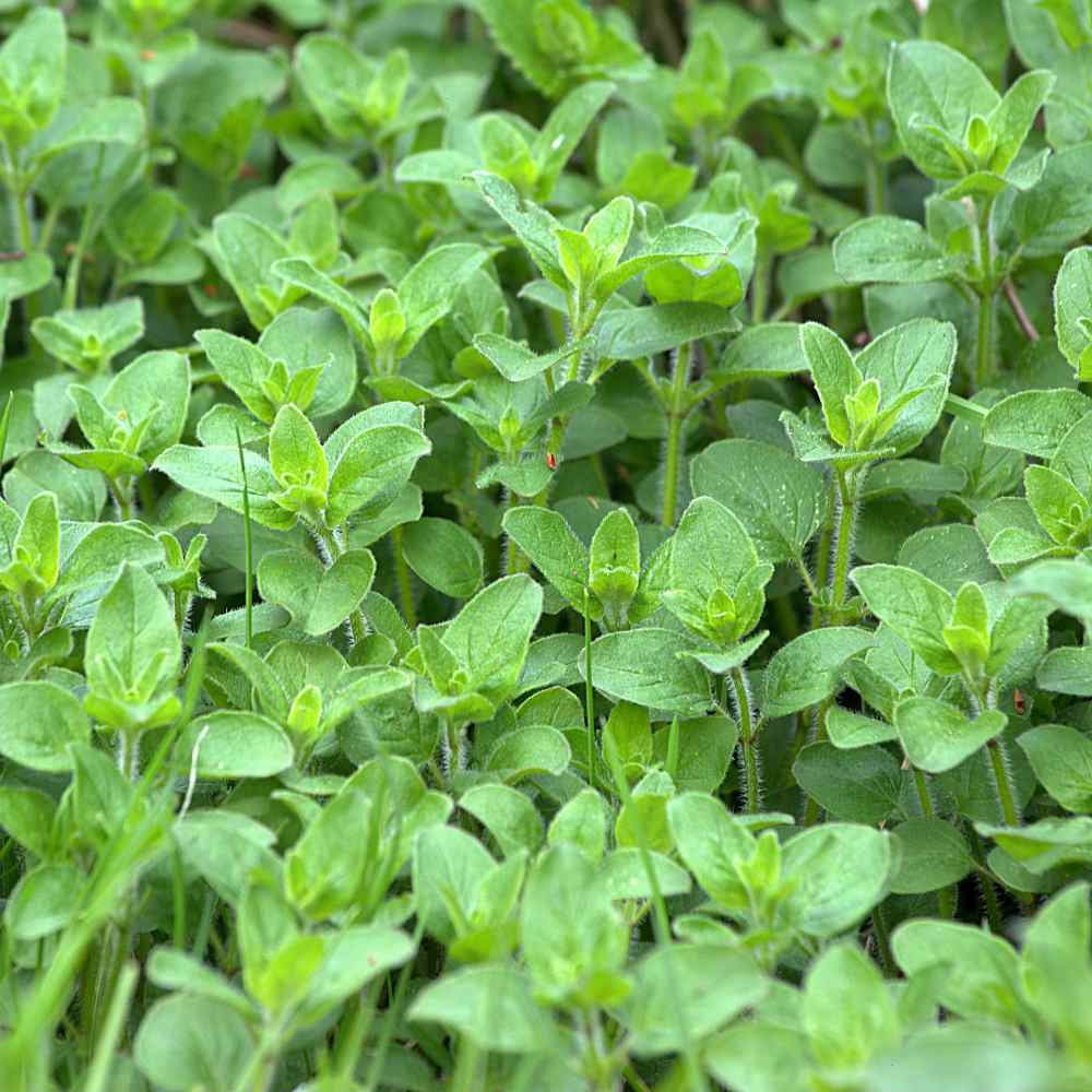 Oregano Seed - Origanum Vulgare Herb Plant Seeds - 1/4 LB