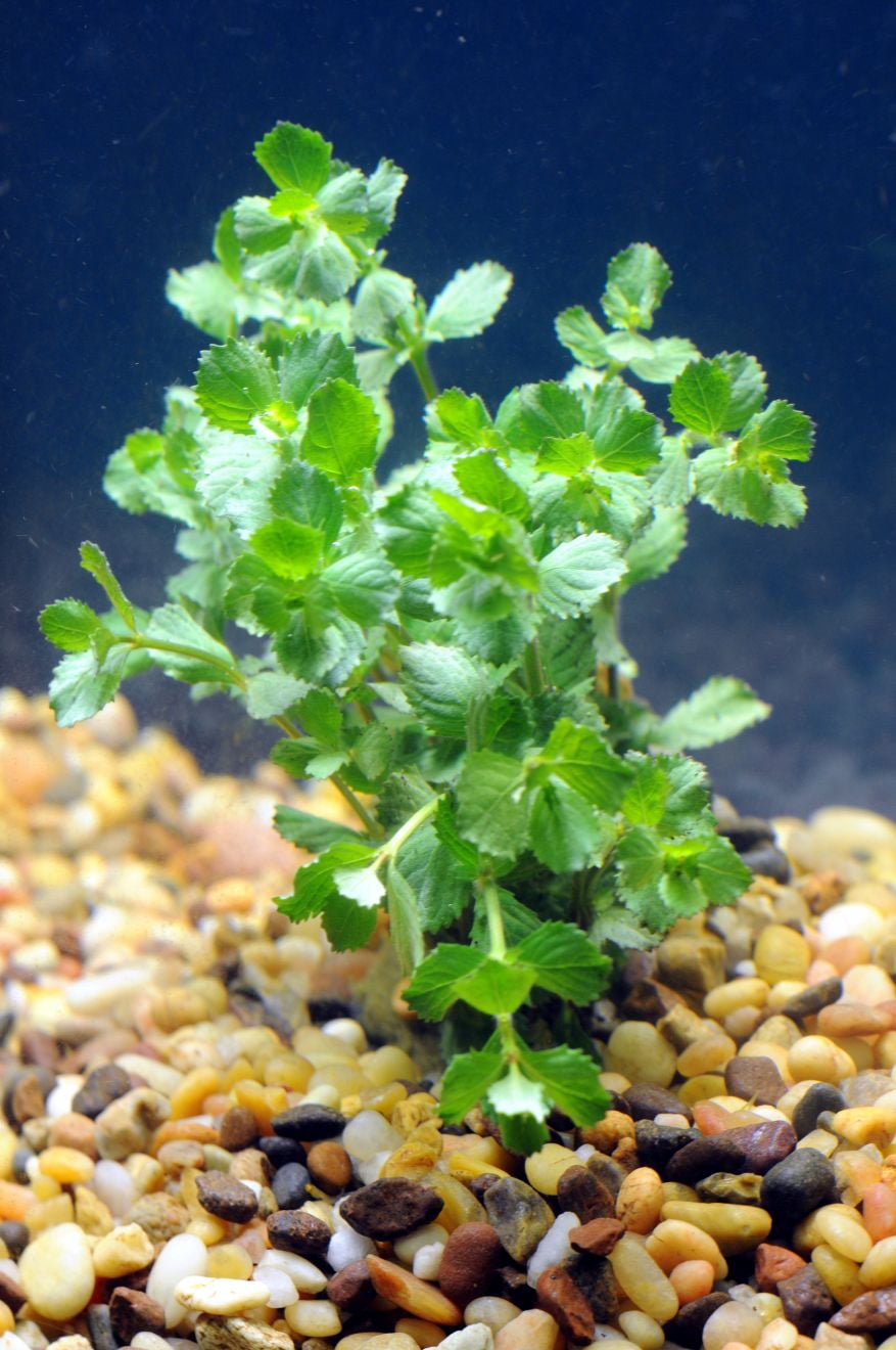Wisteria Hygrophila Difformis Bunch Live Aquarium Plants BUY2 GET1