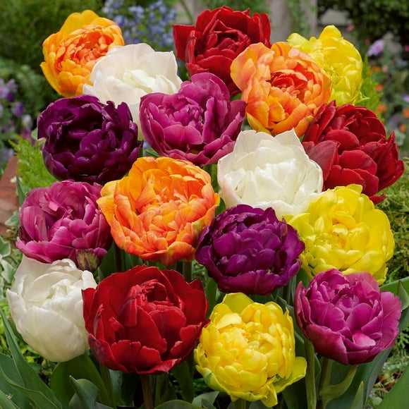 TASC Flower Bulbs- Tulipa Double hâtive Bright Assorted (20 Bulbs)