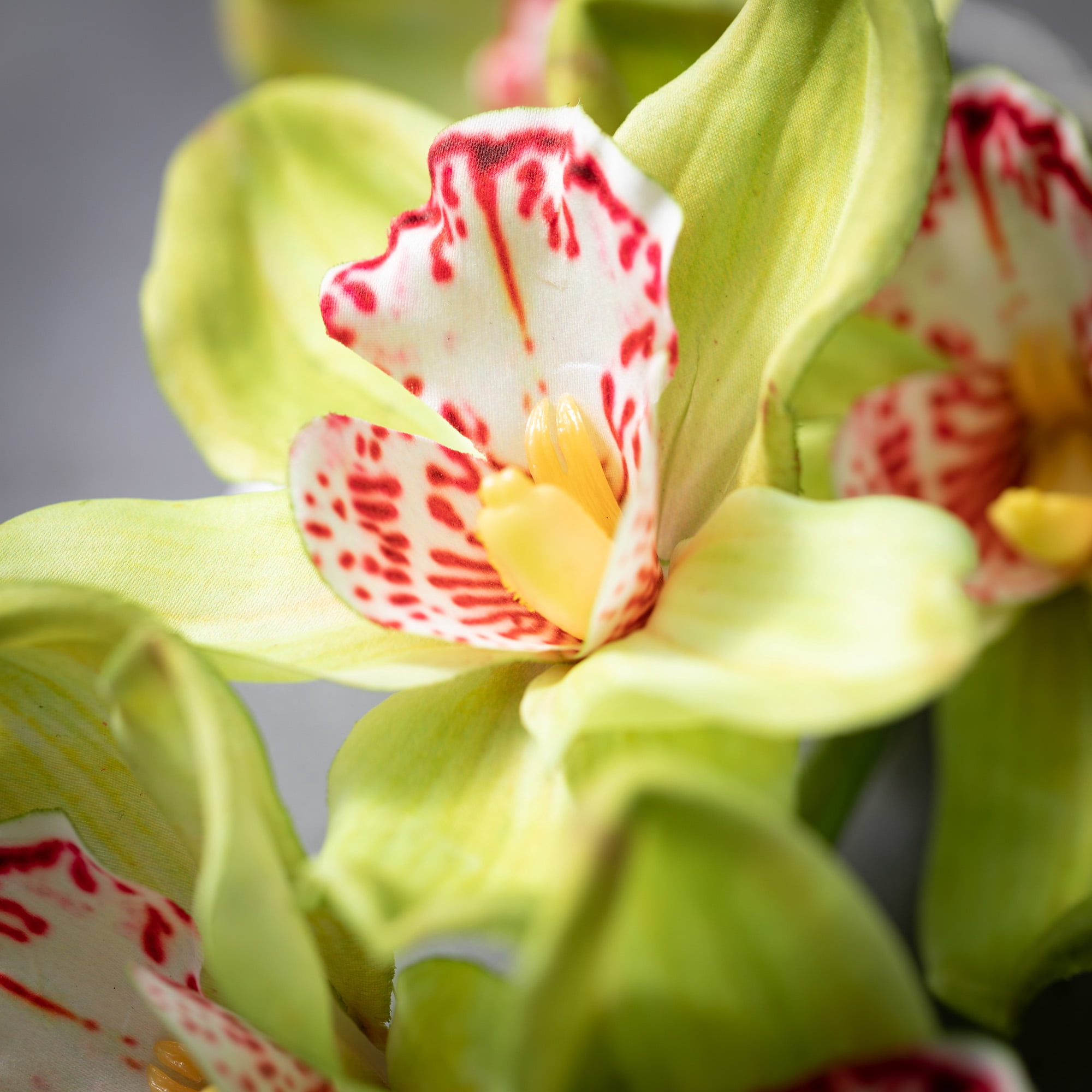 Sullivans Artificial Lime Green Orchid 36"H Green