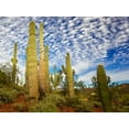 thumbnail image 2 of Drost, David 14x12 Black Ornate Wood Framed with Double Matting Museum Art Print Titled - Cacti View III, 2 of 4
