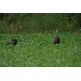thumbnail image 2 of Whitetail Institute Chic Magnet Food Plot Seed, 3 lbs, 2 of 6