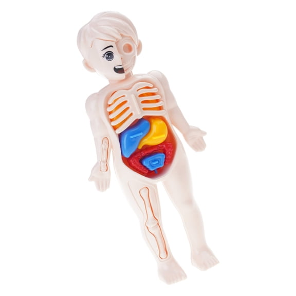 MANNYA Interactive Human Body Anatomy Model Toy For Preschool Learning with Detachable Organs Puzzle STEM Educational Toy