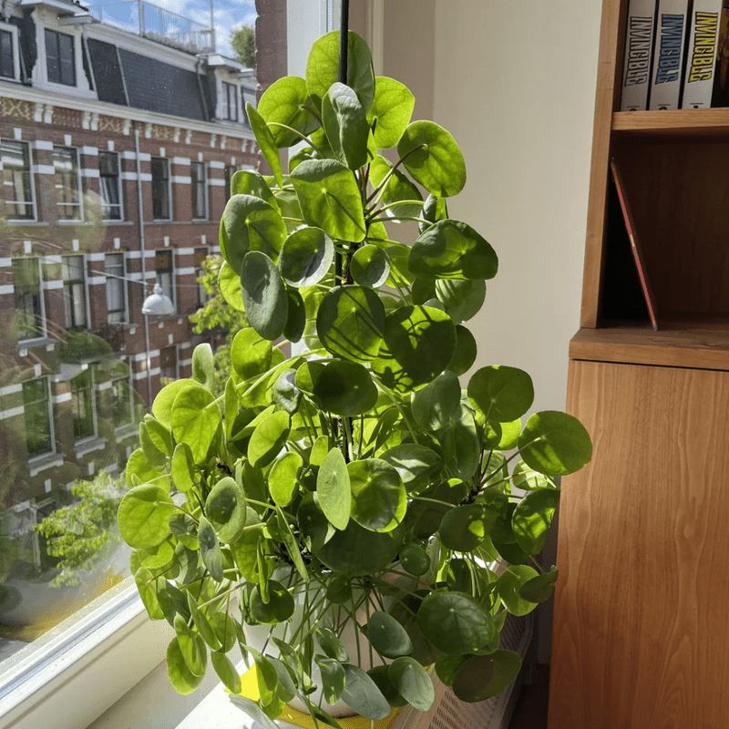 Money Plant, Pilea Peperomioides Live Plant, Peperomia pilea, 2 inch Pot for Indoor Houseplant
