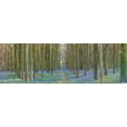 thumbnail image 2 of Frank, Assaf 24x10 White Modern Wood Framed Museum Art Print Titled - Spring forest with tall trees, 2 of 4