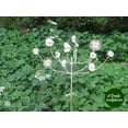 thumbnail image 3 of Chrysanthemum Wind Flower  / Chrysanthemum Kinetic Wind Spinner, 3 of 5