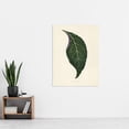thumbnail image 4 of Vintage Botanical Nerve Plant Leaf Fawcett Huge Wall Art Poster Print, 4 of 4
