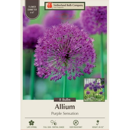 Purple Sensation Allium aflatuense -12/  cm - 8 Bulbs