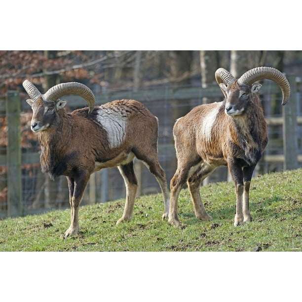 Horned Mouflon Horns Ruminant Paarhufer20 Inch By 30 Inch Laminated