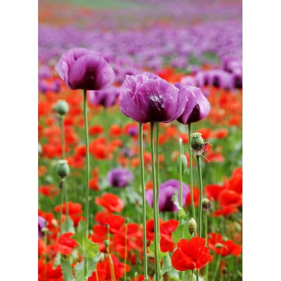 1000 Seeds SINGLE LILAC POPPY Papaver Somniferum Purple Heirloom Flower Seeds