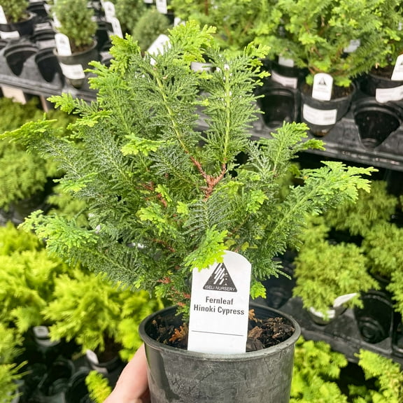 Fernleaf Hinoki Cypress - Live Bonsai Starter Plant - 4" Growers Pot