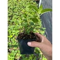 thumbnail image 2 of 2 Bee Balm 'Jacob Cline' Monarda Plants in Separate 4 inch containers, 2 of 4