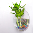 thumbnail image 3 of 2X Pot de Plante Transparent Mural Suspendu Vase Rond en Forme de Fleur en Acrylique, 3 of 7