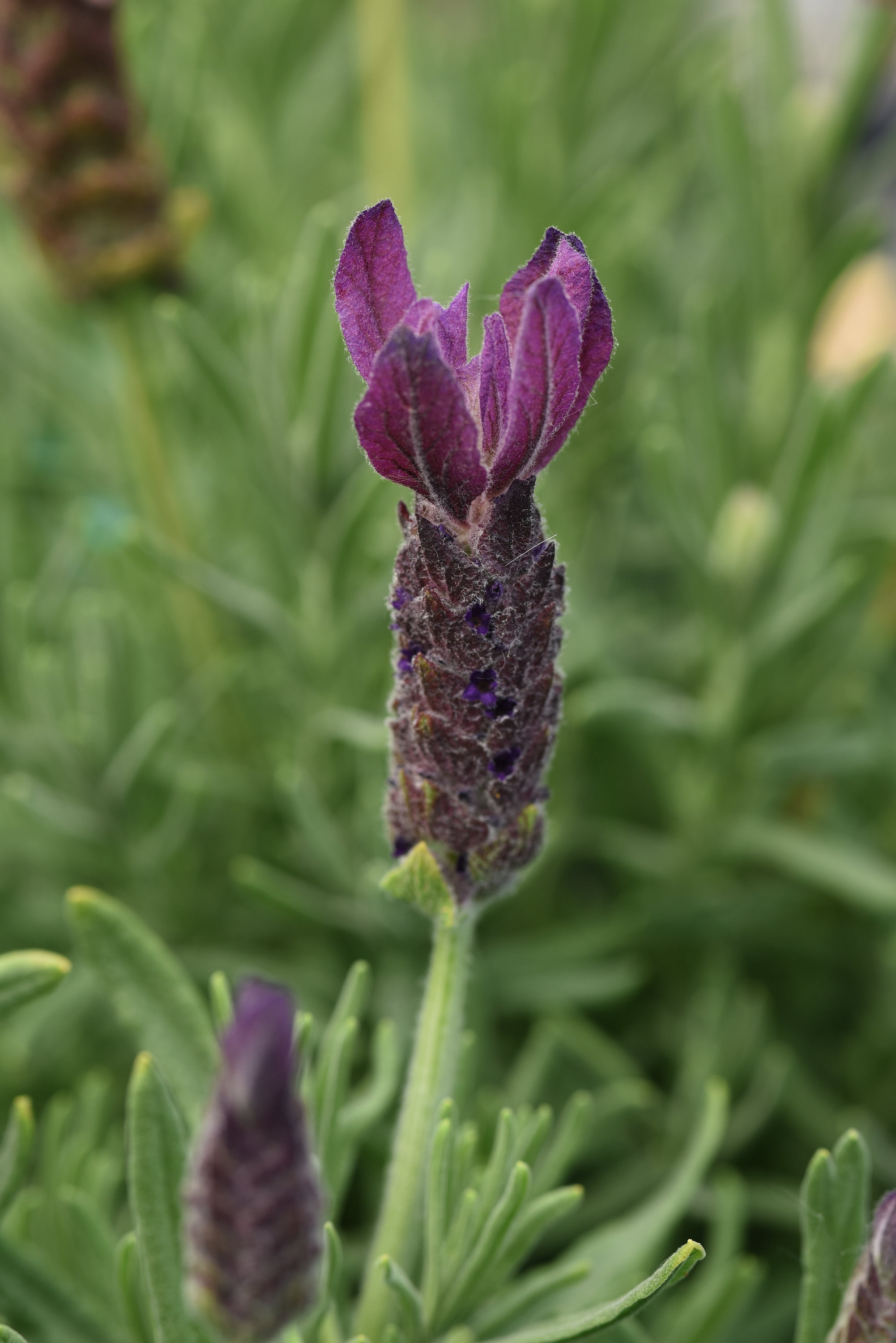 Expert Gardener 1.5G Spanish Lavender Live Plant Sun