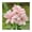 PinkWhite, variant on Amaryllis, Low Maintenance - Easy Grow - Ideal for Beds Borders, Plant Pots & Planters