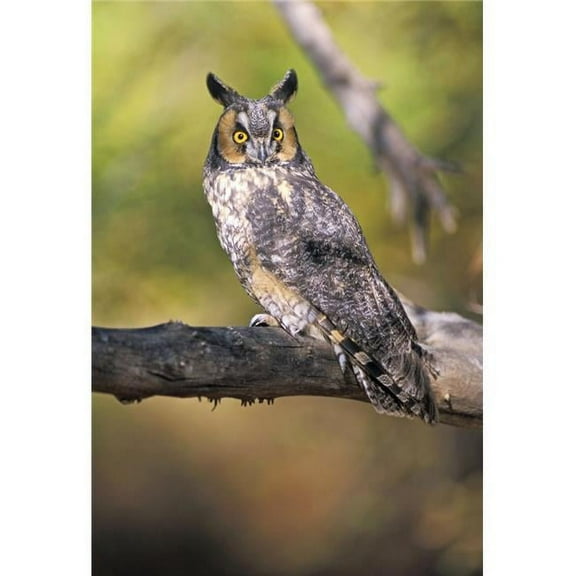 Long Eared Owl On Branch Poster Print by John Pitcher, 22 x 34 - Large