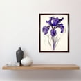 thumbnail image 2 of Iris Reticulata Watercolour Flower Bloom Drawing Art Print Framed Poster Wall Decor 12x16 inch, 2 of 5