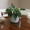 thumbnail image 6 of Sunnydaze 8" x 8" x 8.75" Willow Wicker Indoor Planter Basket Set with Liners 5-Count, 6 of 9