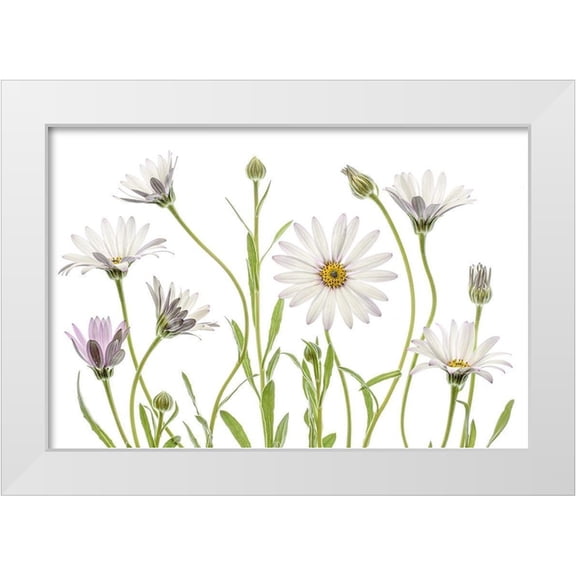 Disher, Mandy 14x11 White Modern Wood Framed Museum Art Print Titled - Cape Daisies