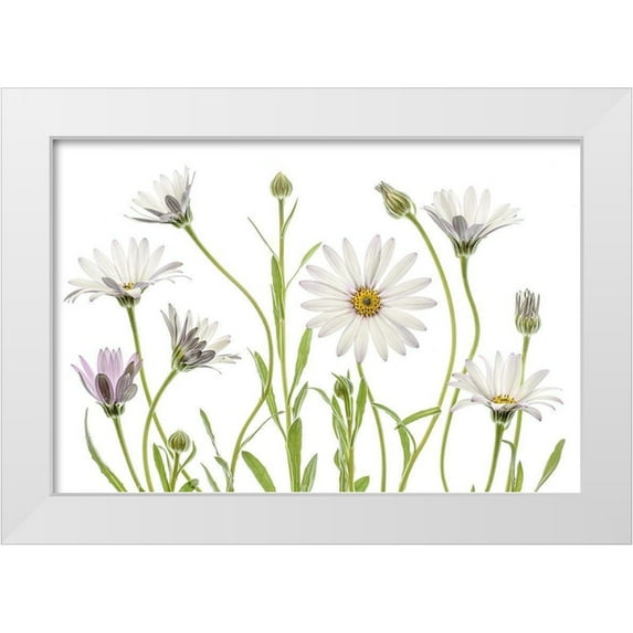 Disher, Mandy 24x17 White Modern Wood Framed Museum Art Print Titled - Cape Daisies