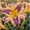 A, variant on Daylily Bulbs, Mixed Hemerocallis Bare Root Plants, Perennial Flower Roots for Garden Beds, Borders, Patio Containers