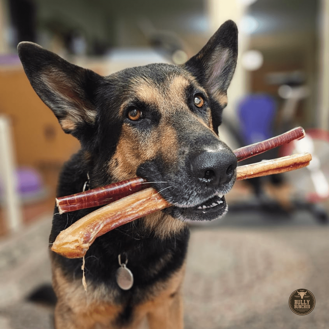Bully Bunches Premium 12 Inch Jumbo Bully Stick - 10 Pack