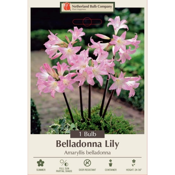 Rosy Pink Belladonna Lily - Amaryllis - Jersey Lily - 24/26 cm Bulb
