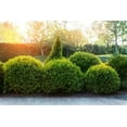 thumbnail image 4 of Sunbright Boxwood  20 Live Plants  Luminous Golden-Yellow Foliage, Perfect for Borders & Landscaping, Year-Round Color & Drought Tolerant, Live Shrub Plant, 4 of 8