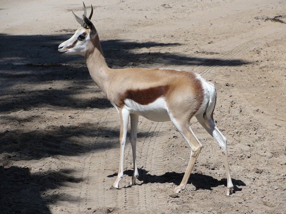 gazelle 24