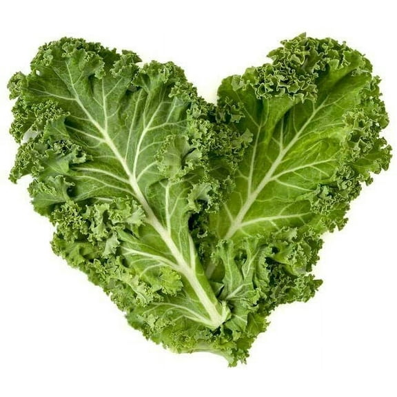 300 Dwarf Blue Curled Kale Seeds | Non-GMO | Heirloom Garden Seeds