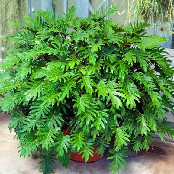 RedCrocus Xanadu Philodendron - Indoor Evergreen Bush, Glossy Foliage, Low Light Tolerance, Pet Toxicity, Container Friendly, Ideal for Offices & Shaded Gardens  10" Pot