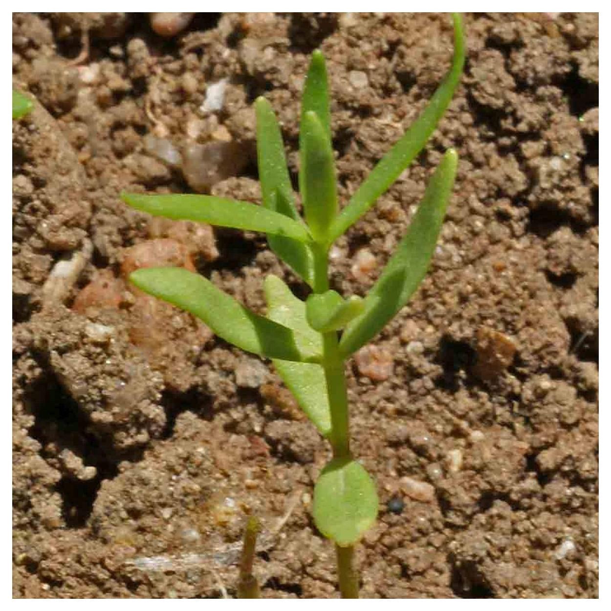 Everwilde Farms - 1 lb Fairy Bouquet Mixed Snapdragon Garden Flower Seeds - Gold Vault Bulk Seed Packet