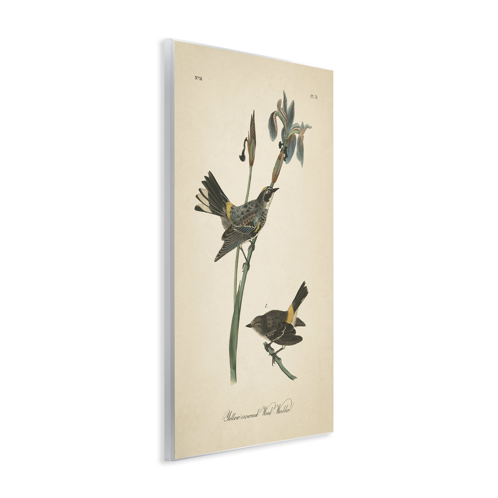 Stupell Industries Vintage Warbler Study Animals & Insects Painting Unframed Art Print Wall Art, 13 x 19