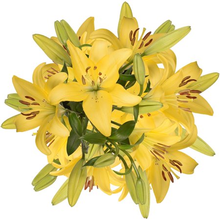 Yellow LA Hybrid Lilies – Farm Direct Fresh Cut Flowers – 40 Stems Yellow LA Hybrid Lilies – Farm Direct Fresh Cut Flowers – 40 Stems