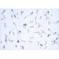 thumbnail image 1 of Ahgly Company Machine Washable Indoor Rectangle Solid Blue Modern Area Rugs, 4' x 6', 1 of 4