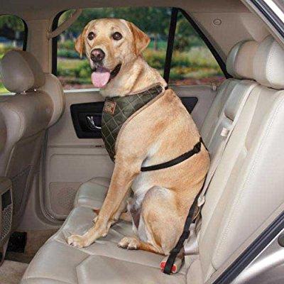 labrador car harness