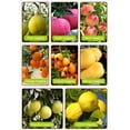 thumbnail image 4 of 100 piezas/vendido Especificaciones: capa única plana exterior amarillo interior negro 160x190 mm Papel de pulpa de madera ensacado universal de frutas Material: pulpa tamaño ANGGREK Otros, 4 of 8