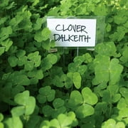 Dibbs Seed Dalkeith Subterranean Clover Plant Seed, Early Season Maturity