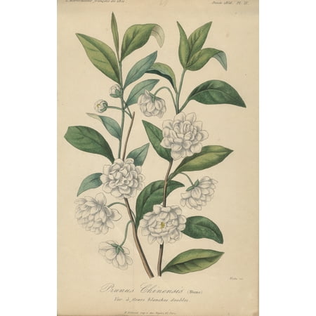 FRANCOIS HERINCQ Prunus Chinensis (Blume), Var a fleurs blanches doubles 9.5