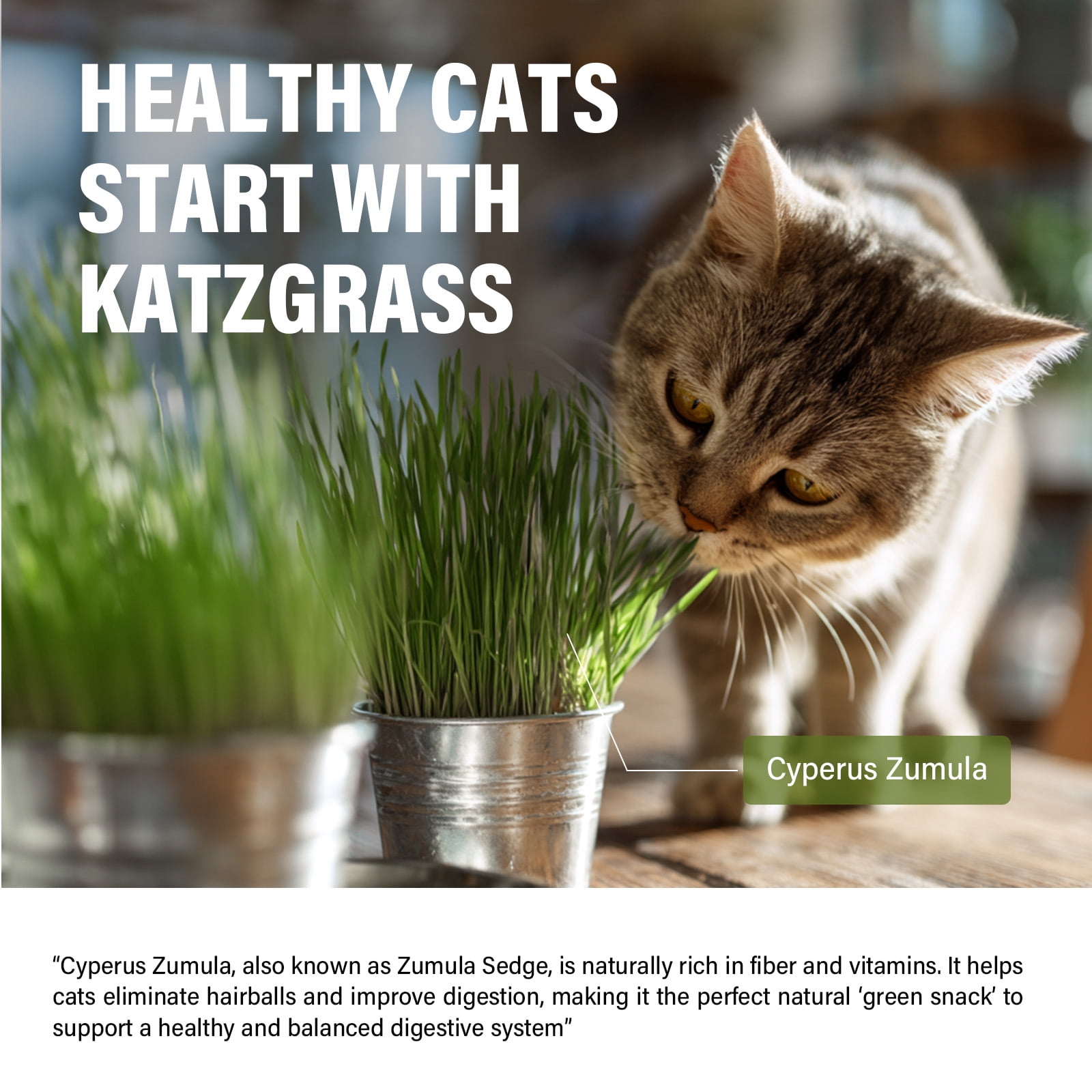 Cat Grass Treats, Cat Grass for Indoor Cats, 100% Organic Hairball Relief & Digestive Support, 120g